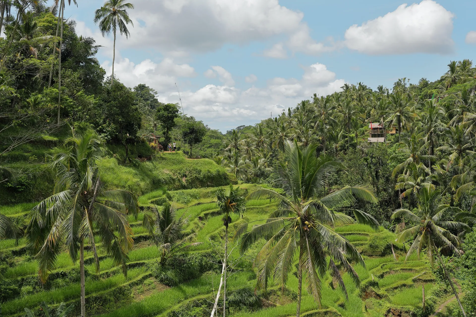 Ultimate Guide to the Tegalalang Rice Terrace, Bali 2023, Tegalalang Rice Terrace, Bali