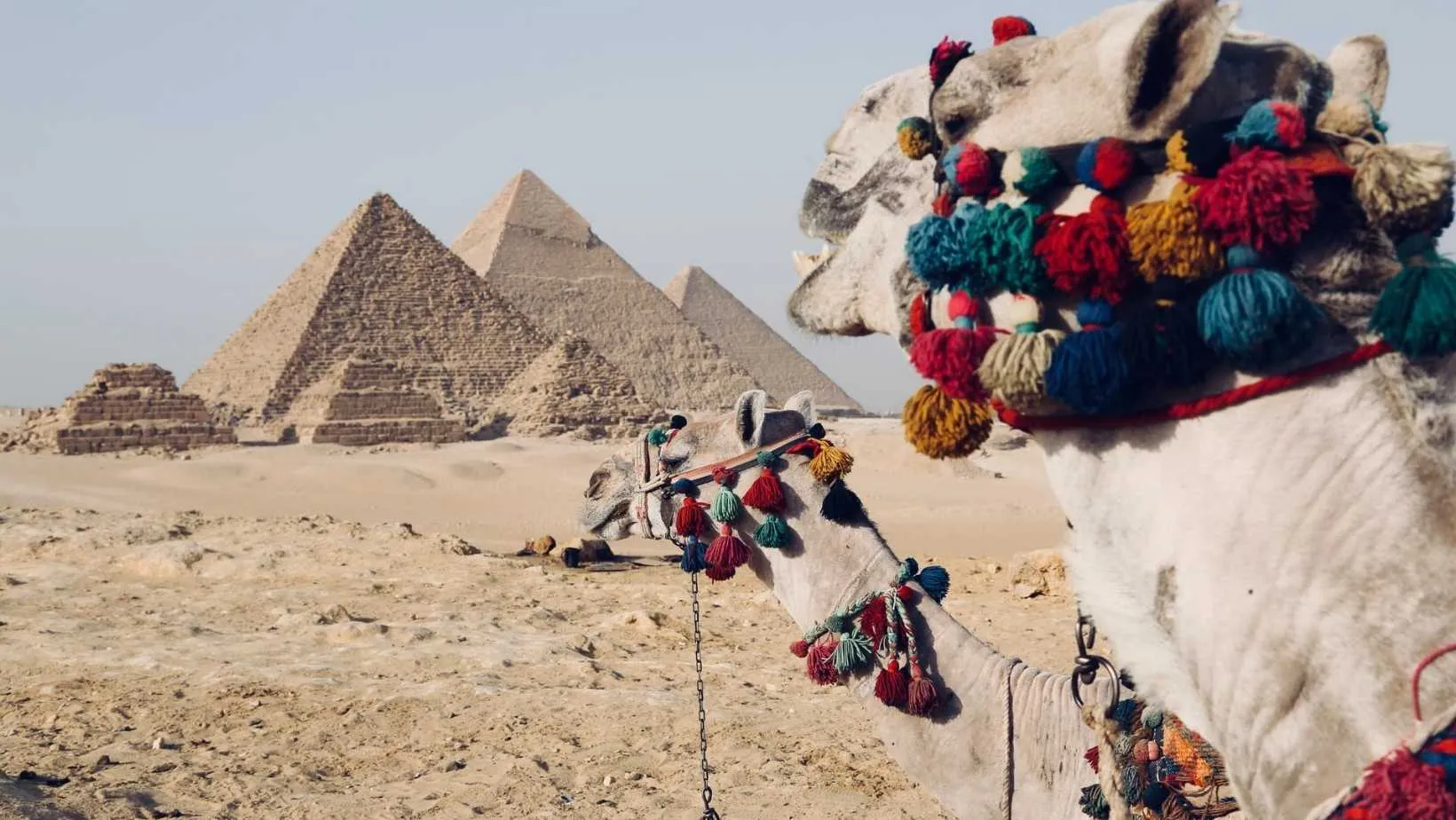 Desert Camel, camel walking on desert egypt, egypt desert, egypt pyramids